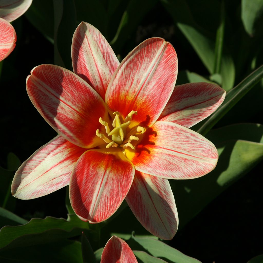 Tulipa kaufmanniana 'Fashion'