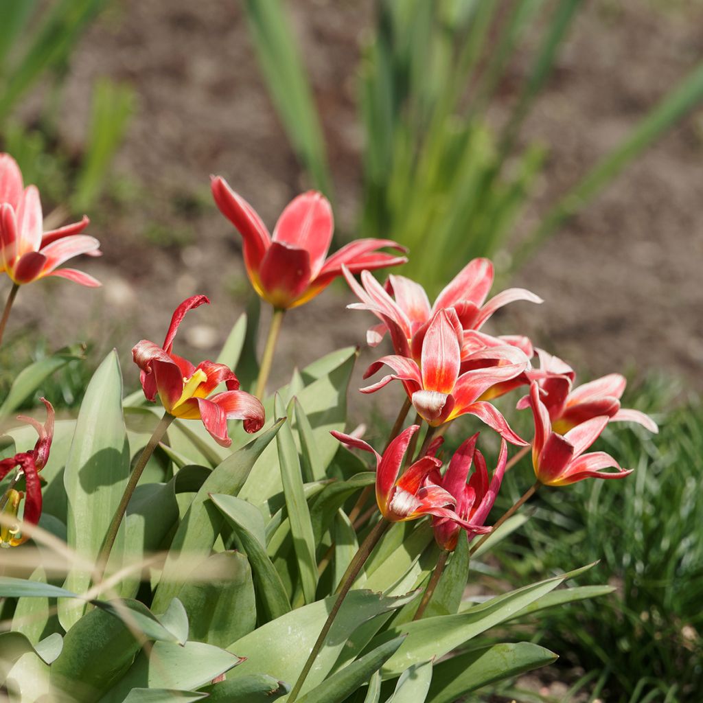 Tulipa kaufmanniana 'Fashion'