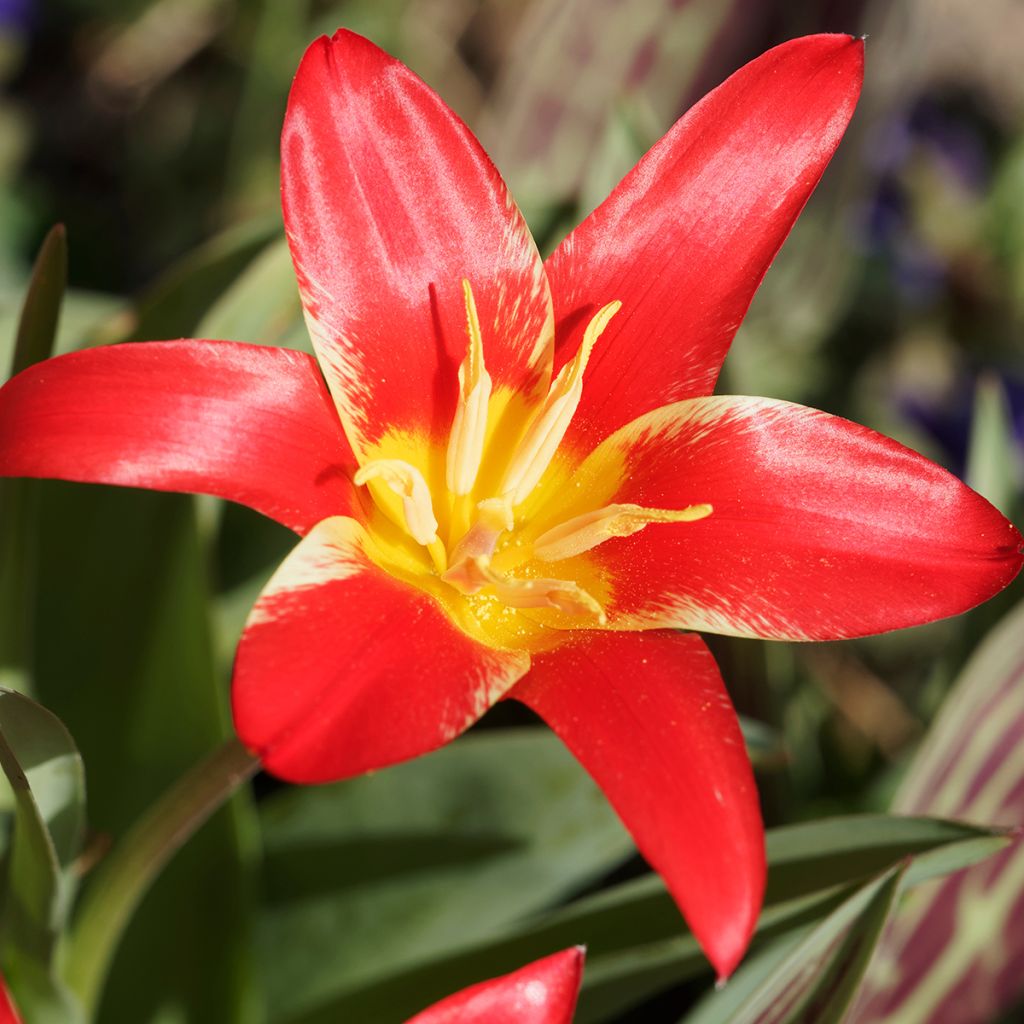 Tulipa kaufmanniana 'Fashion'