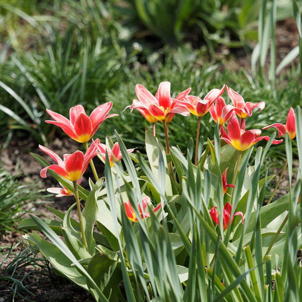 Tulipa kaufmanniana 'Fashion'