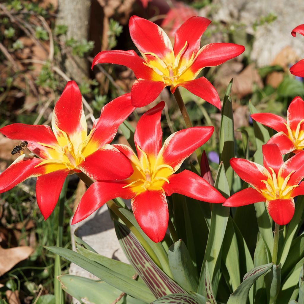 Tulipa kaufmanniana 'Fashion'