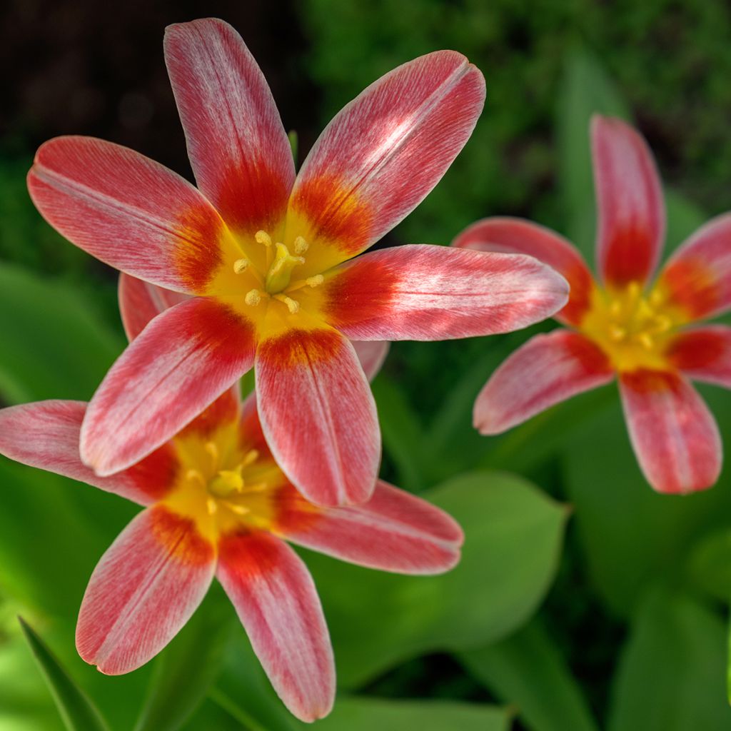 Tulipa kaufmanniana 'Fashion'