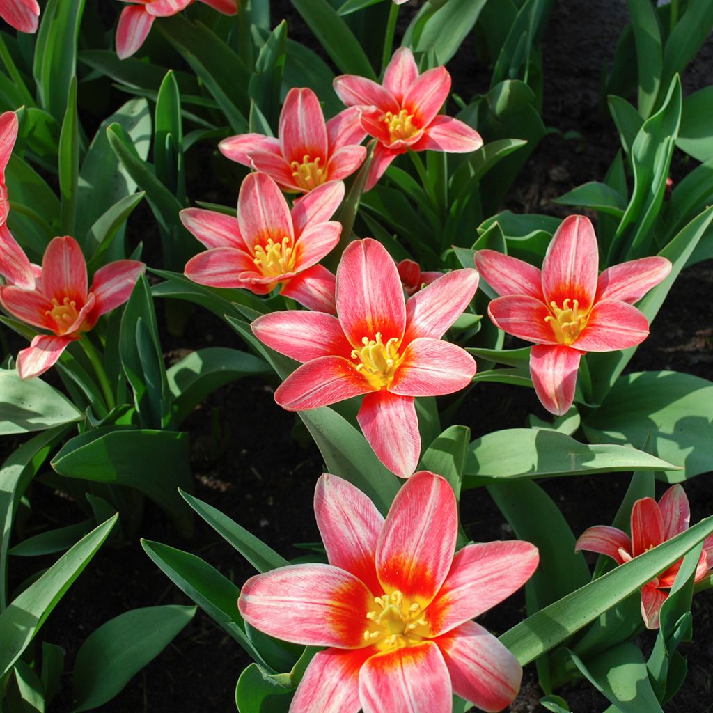 Tulipa kaufmanniana 'Fashion'