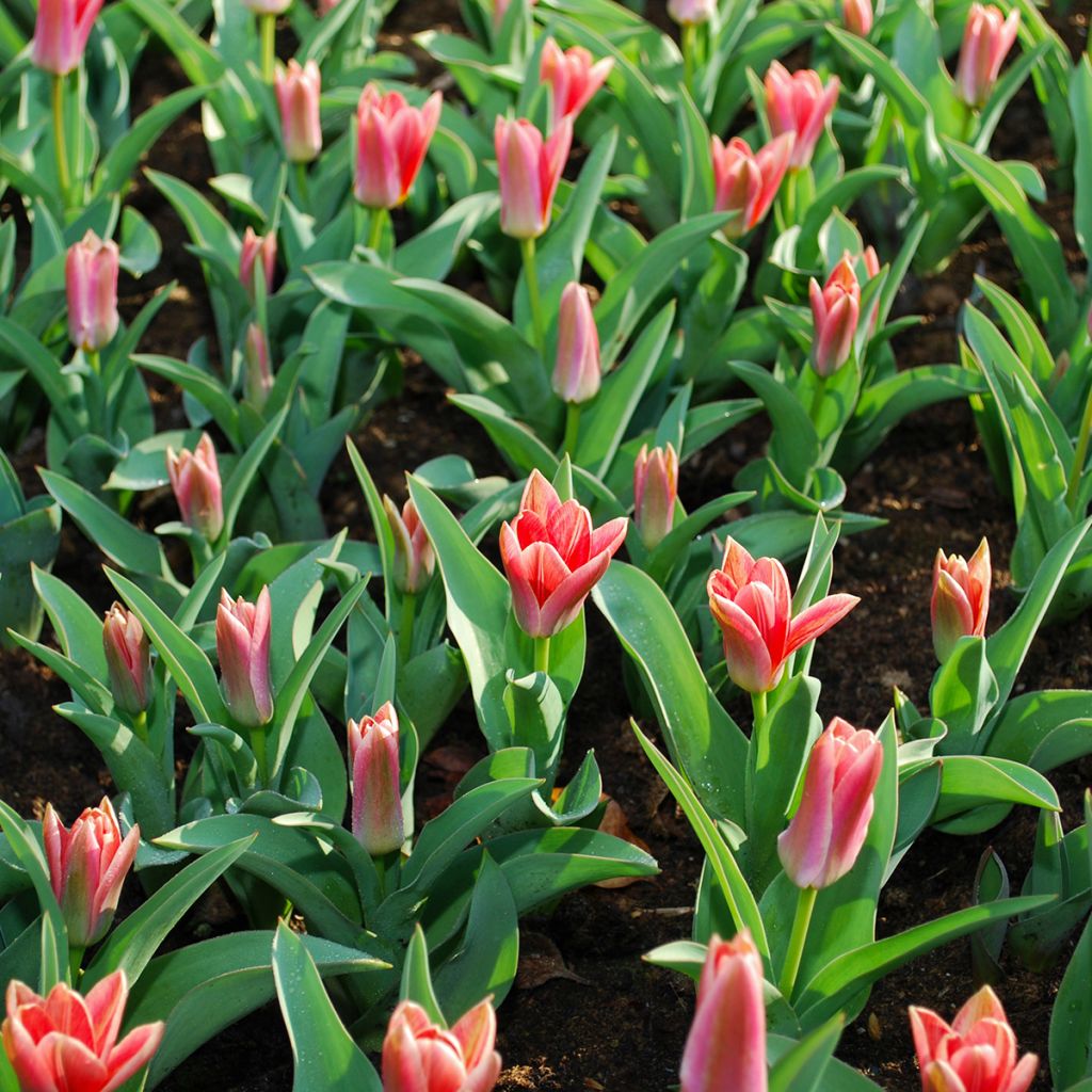 Tulipa kaufmanniana 'Fashion'