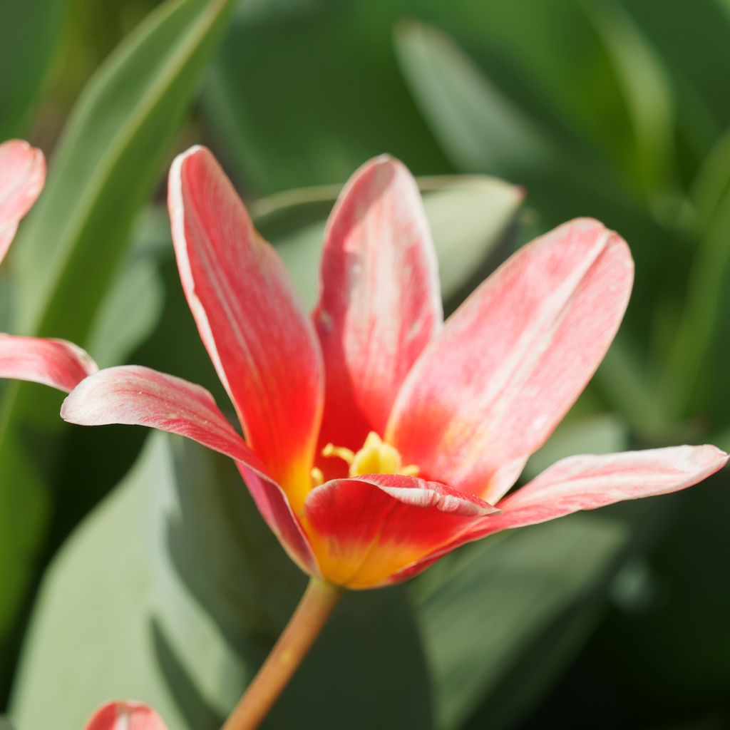 Tulipa kaufmanniana 'Fashion'