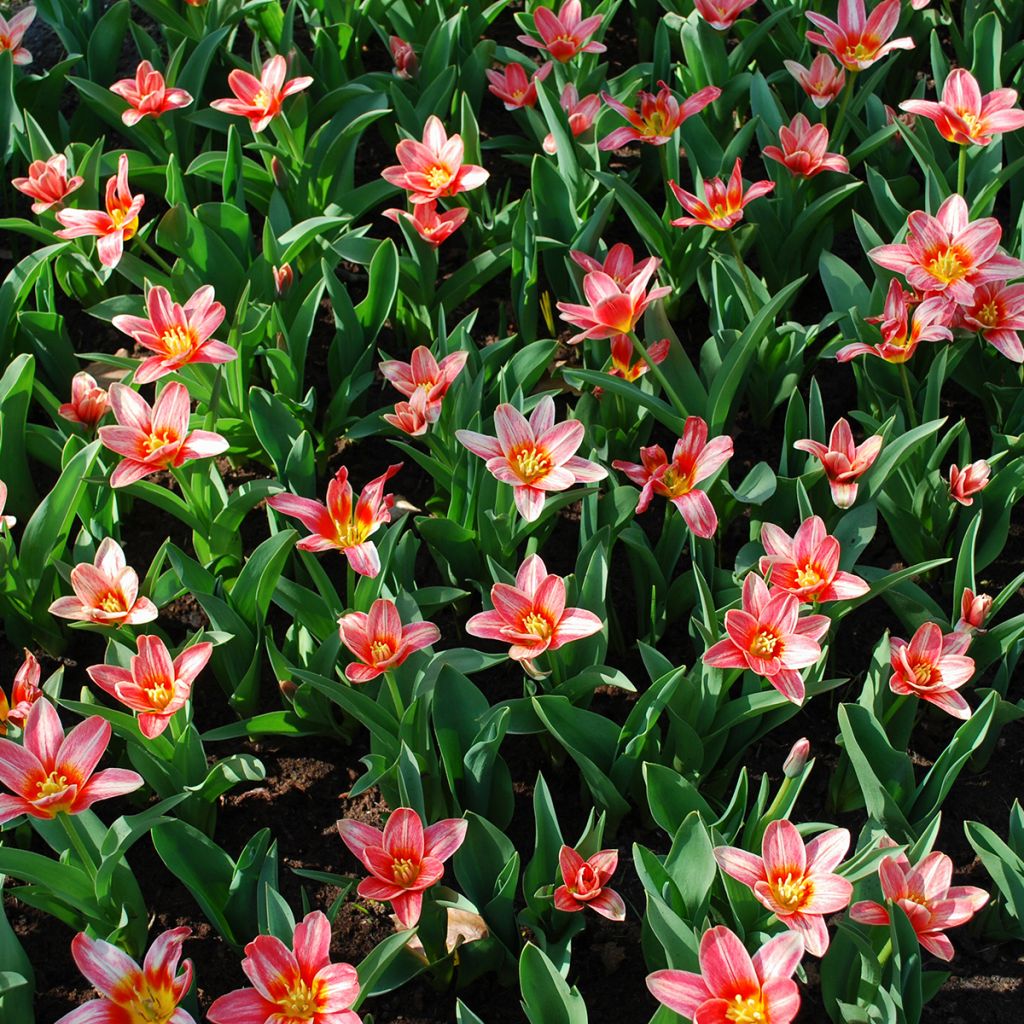 Tulipa kaufmanniana 'Fashion'