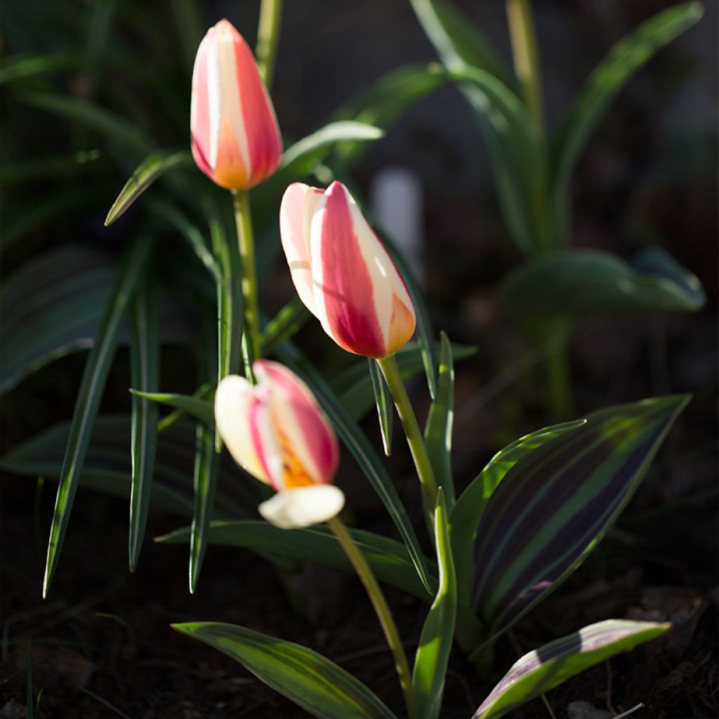 Tulipa kaufmanniana Johann Strauss