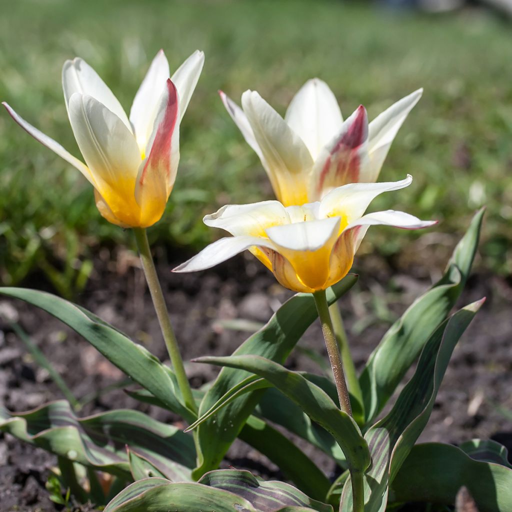 Tulipa kaufmanniana Johann Strauss