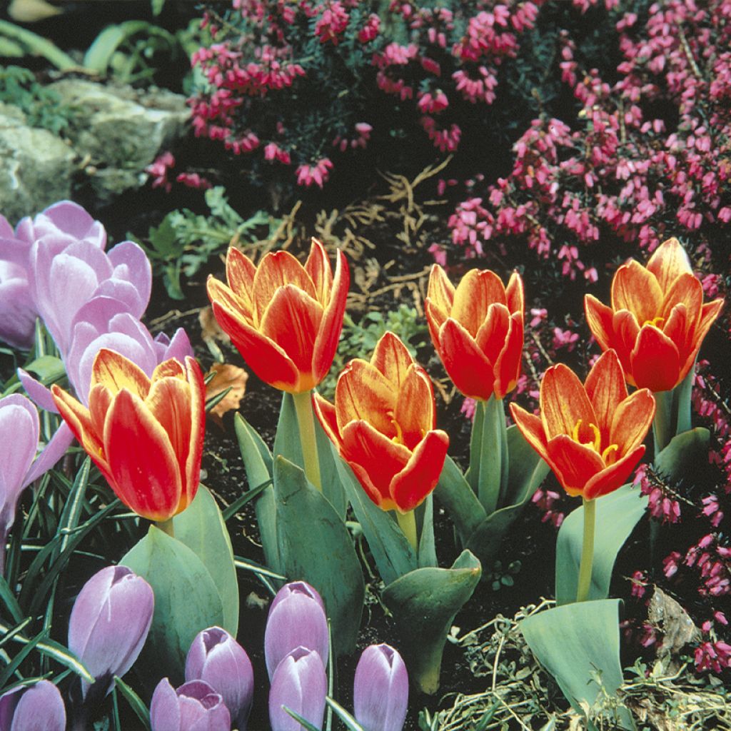 Tulipa kaufmanniana Shakespeare