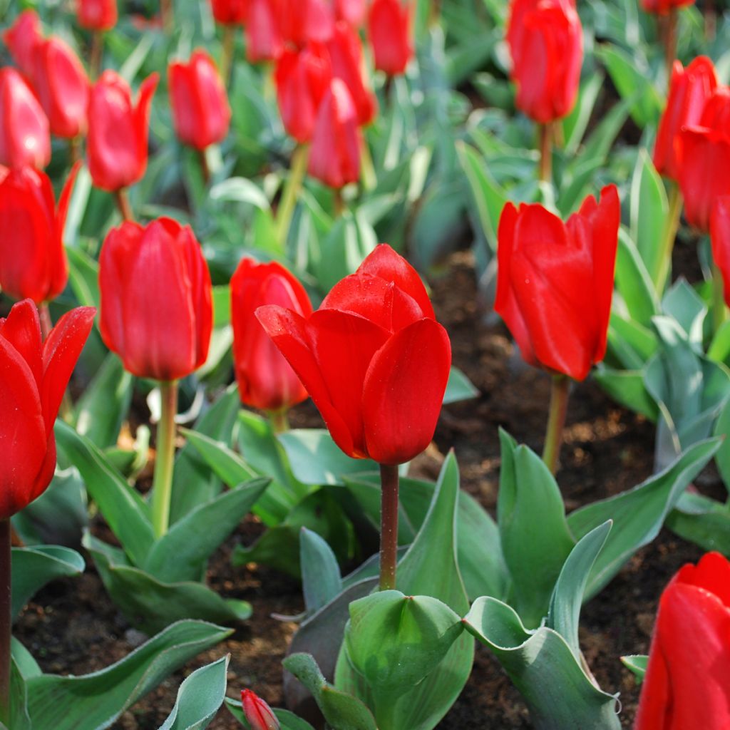 Tulipa kaufmanniana 'Show Winner'