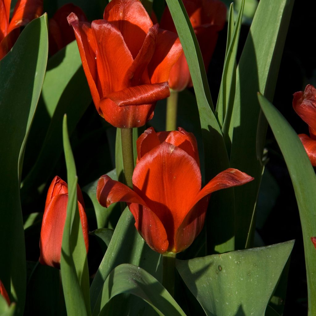 Tulipa kaufmanniana 'Show Winner'