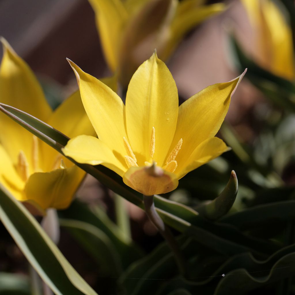 Tulipa kolpakowskiana 