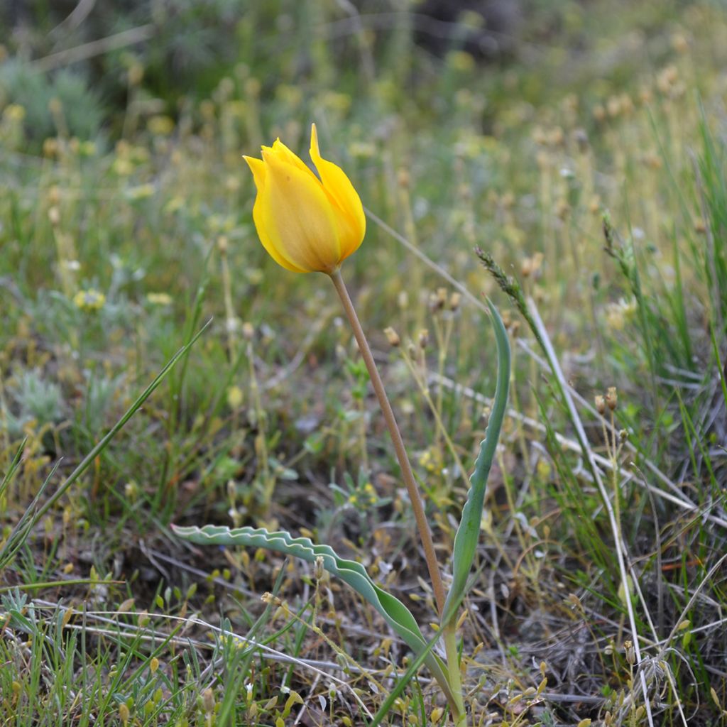 Tulipa kolpakowskiana 