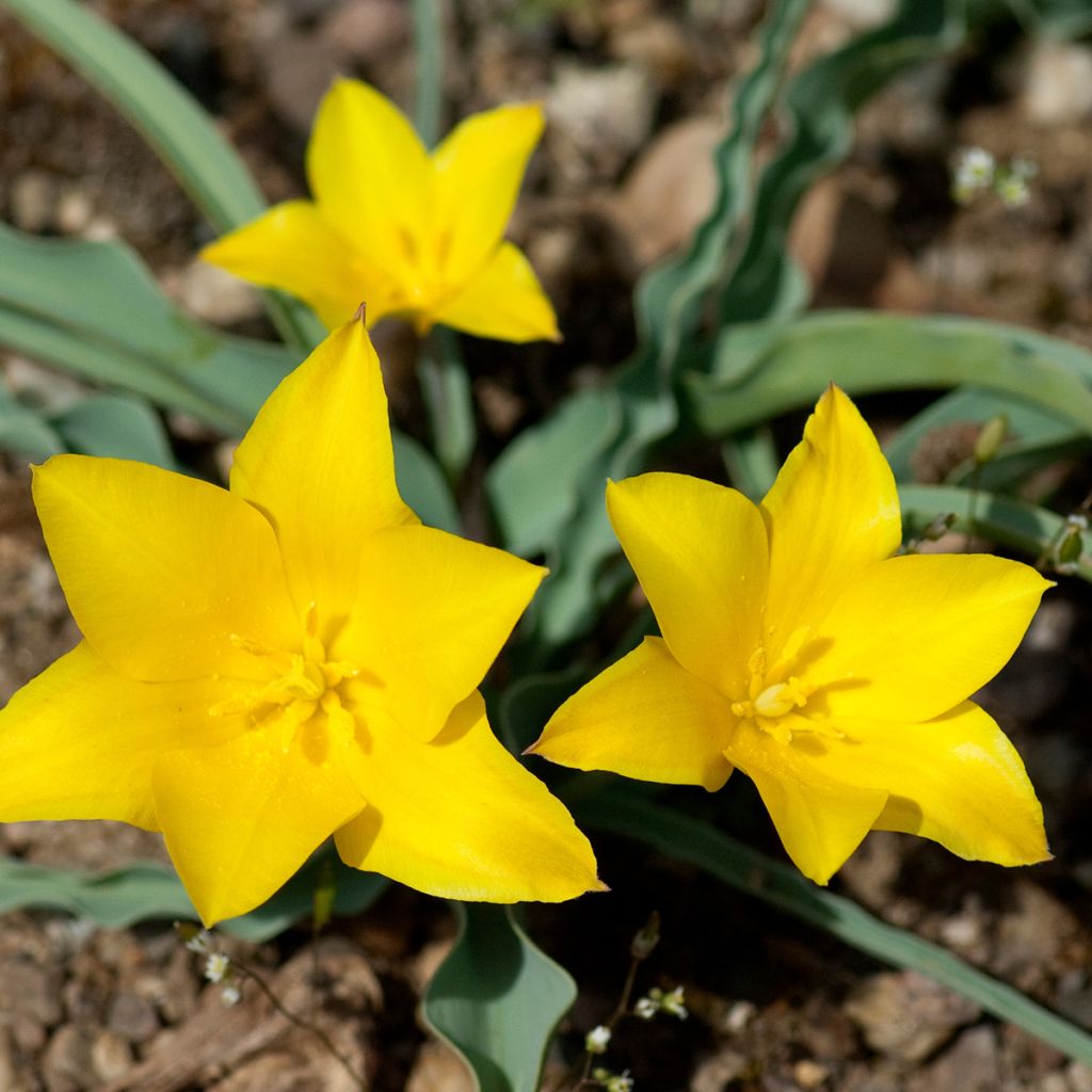 Tulipa kolpakowskiana 