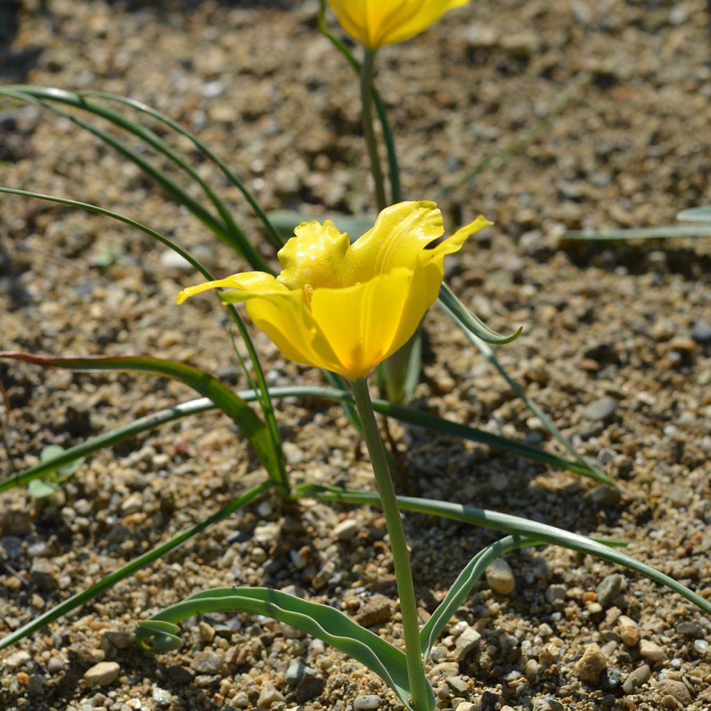 Tulipa kolpakowskiana 