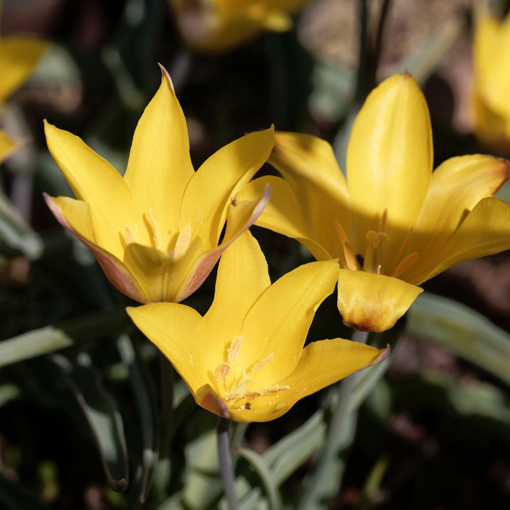 Tulipa kolpakowskiana 