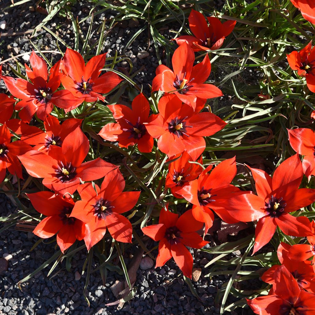 Tulipa linifolia - Botanical Tulip