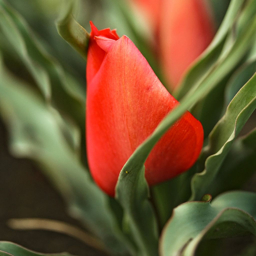 Tulipa linifolia - Botanical Tulip