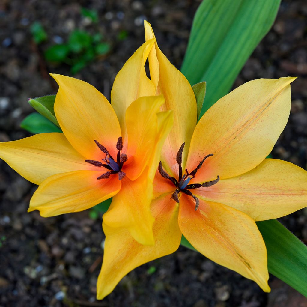 Tulipa orphanidea 'Flava'