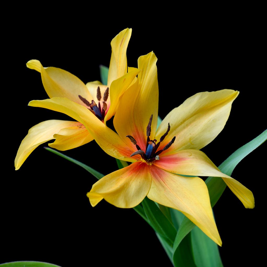 Tulipa orphanidea 'Flava'