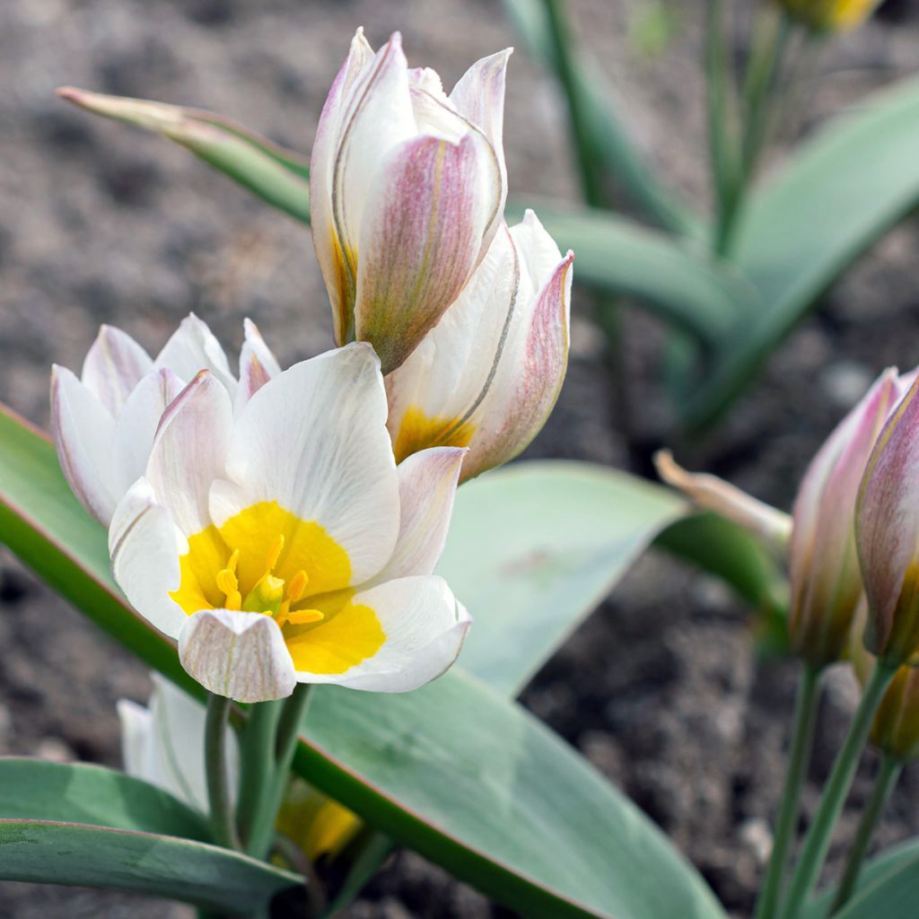 Tulipa polychroma - Botanical Tulip