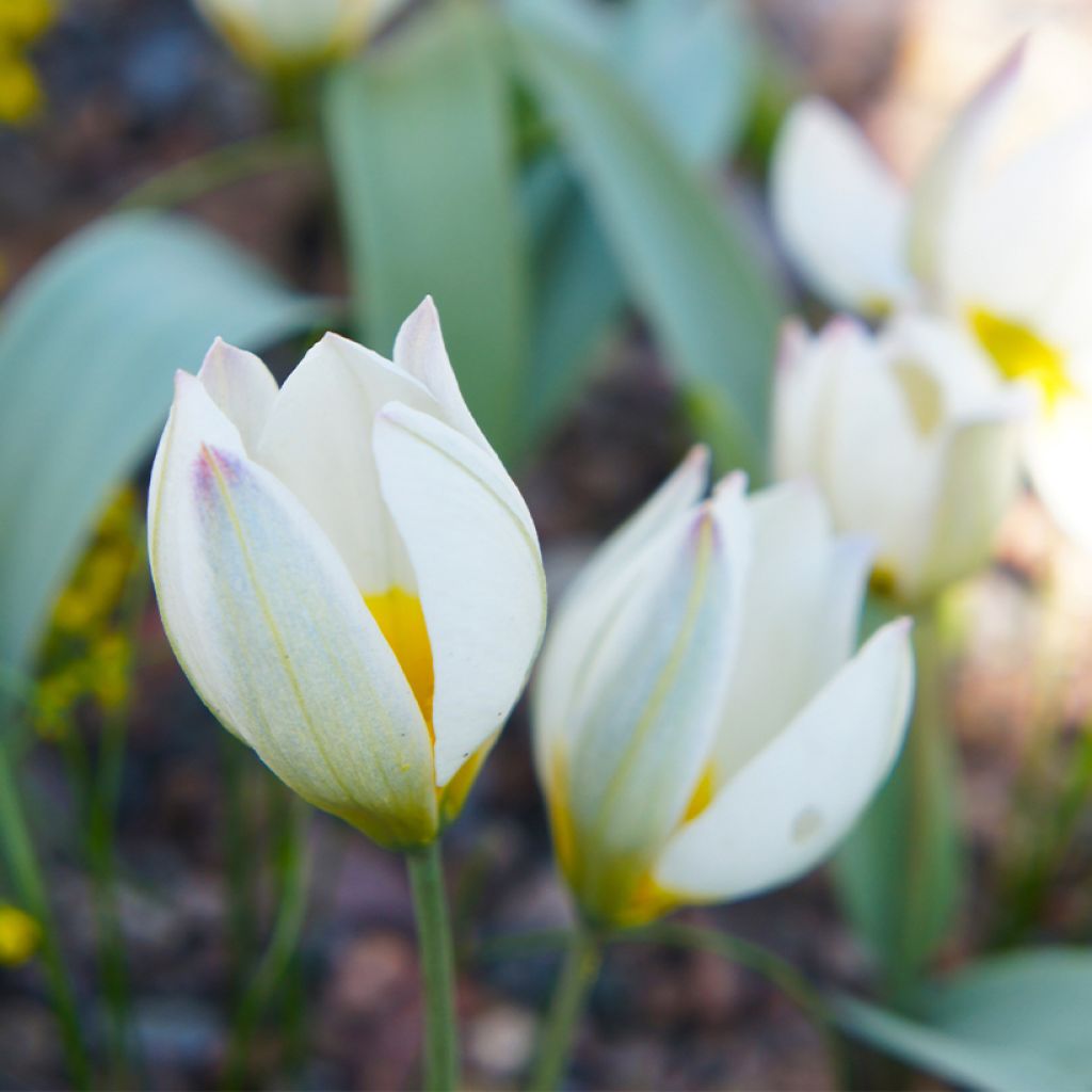 Tulipa polychroma - Botanical Tulip