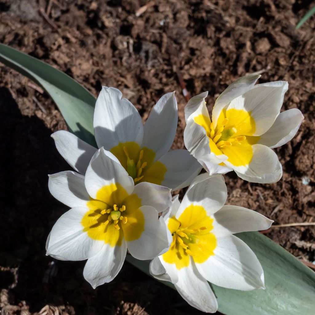 Tulipa polychroma - Botanical Tulip