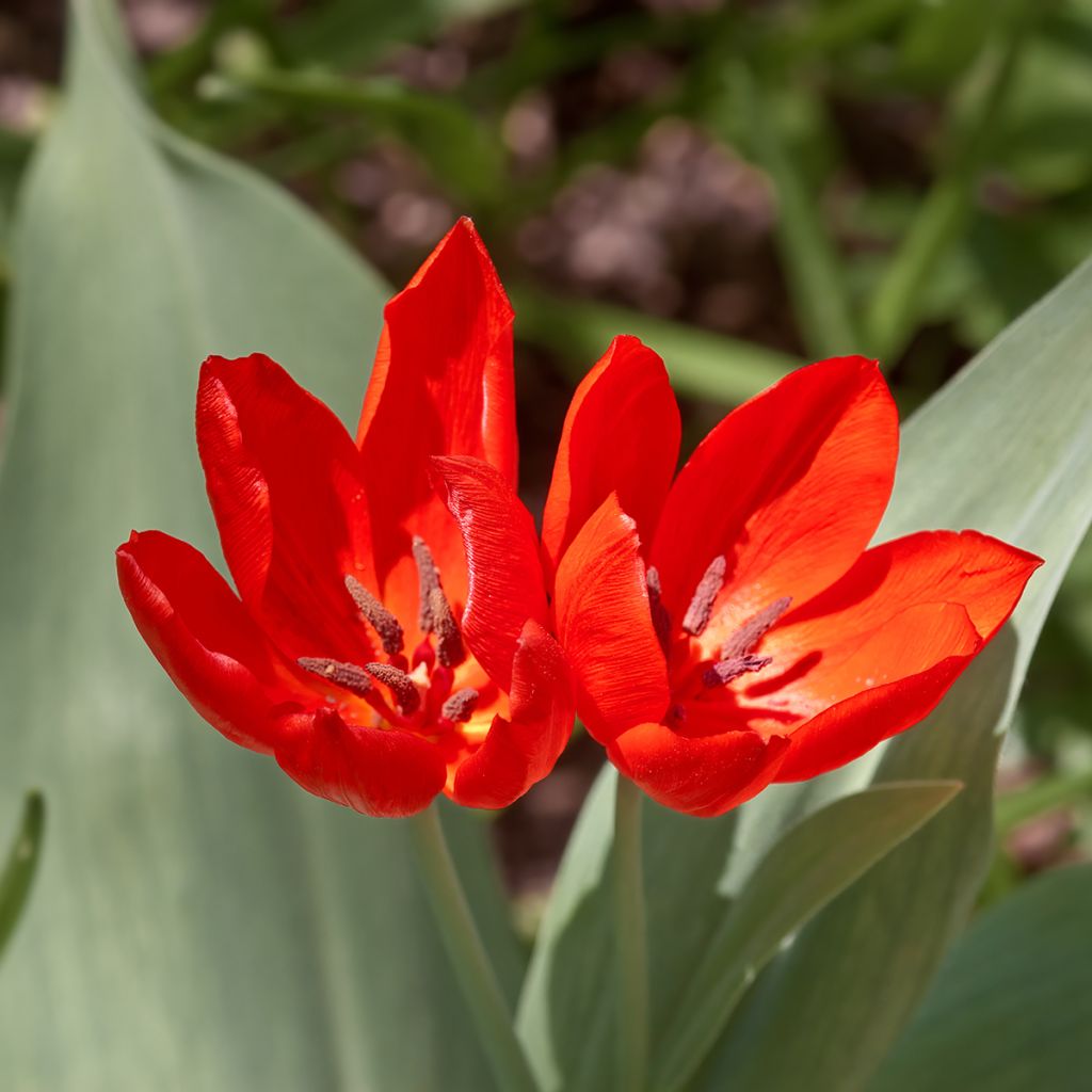 Tulipa praestans Fusilier