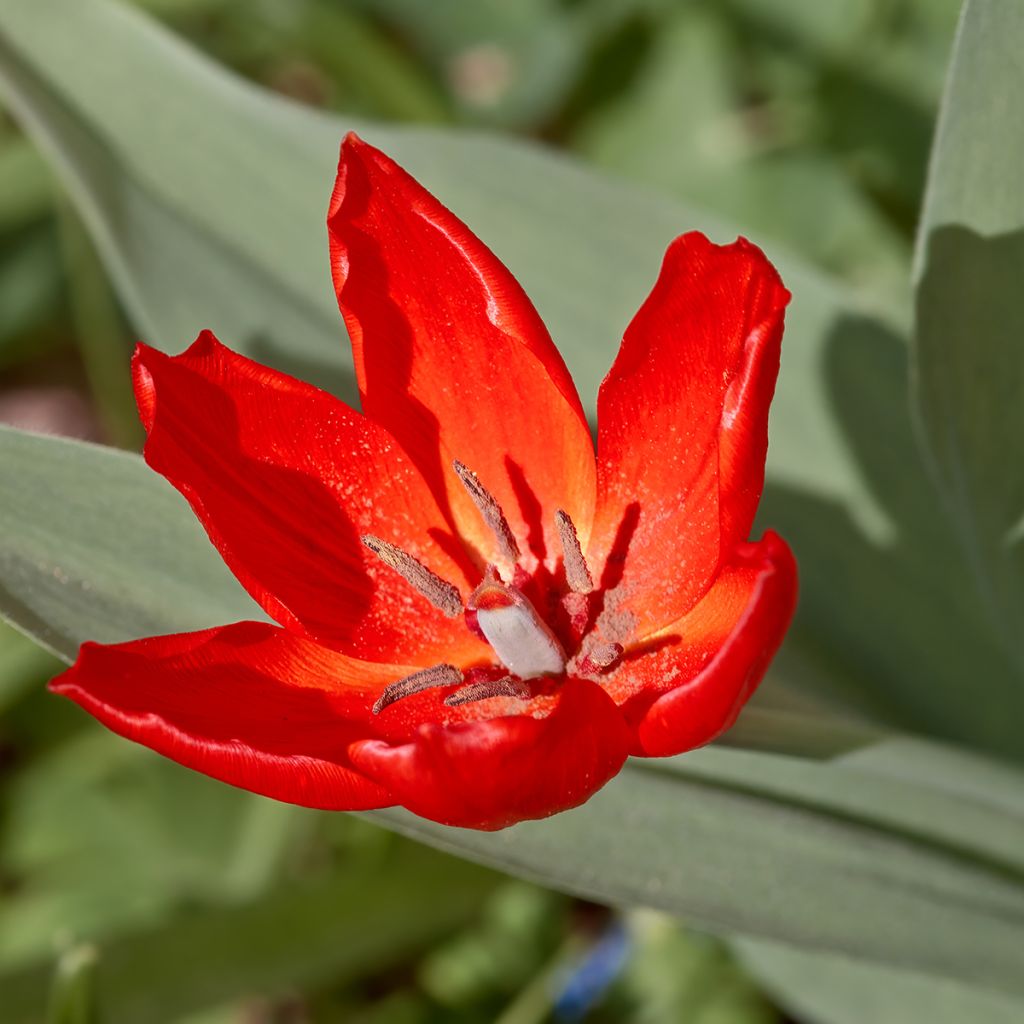 Tulipa praestans Fusilier