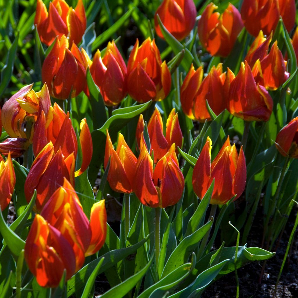 Tulipa schrenkii - Botanical Tulip