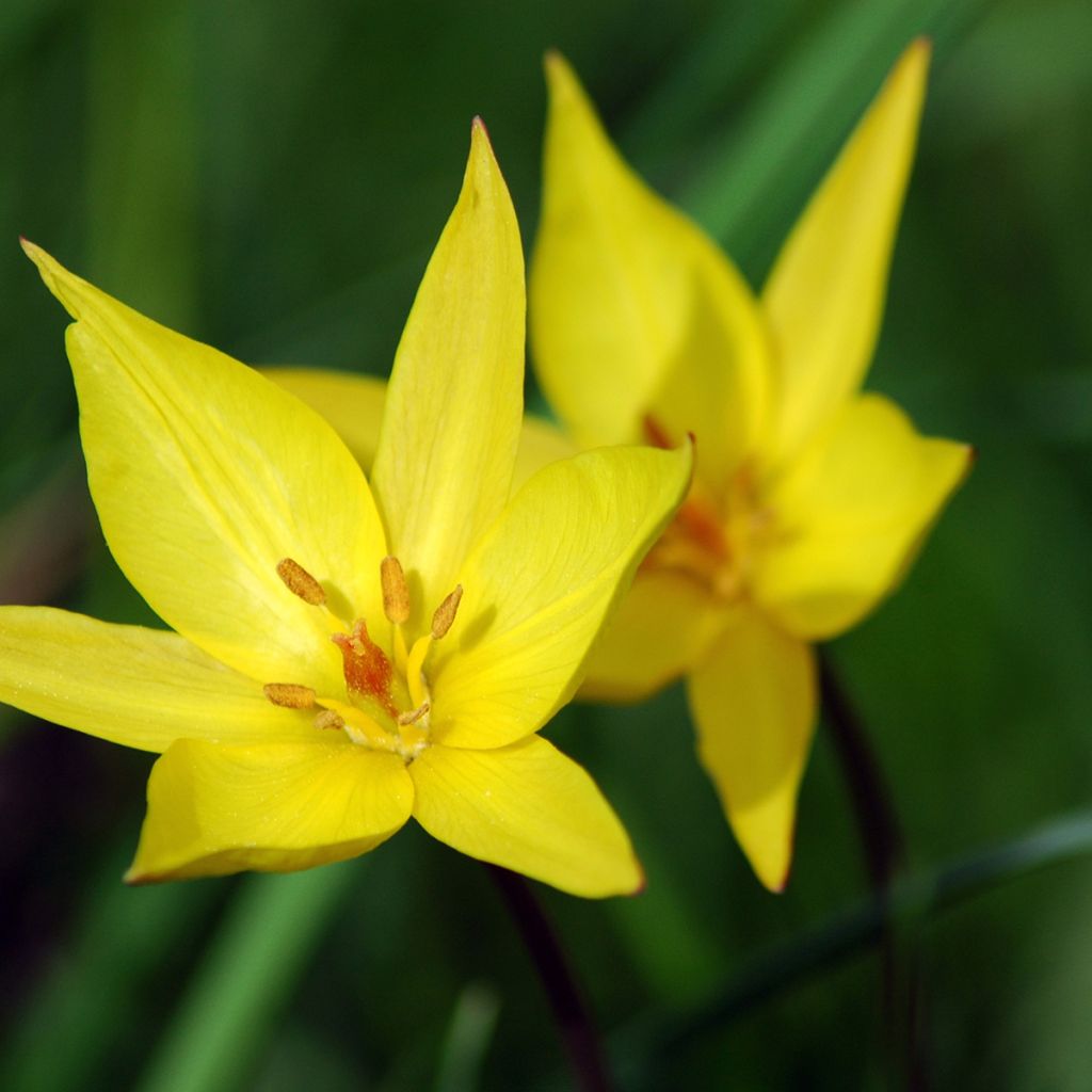 Tulipa sylvestris - Botanical Tulip