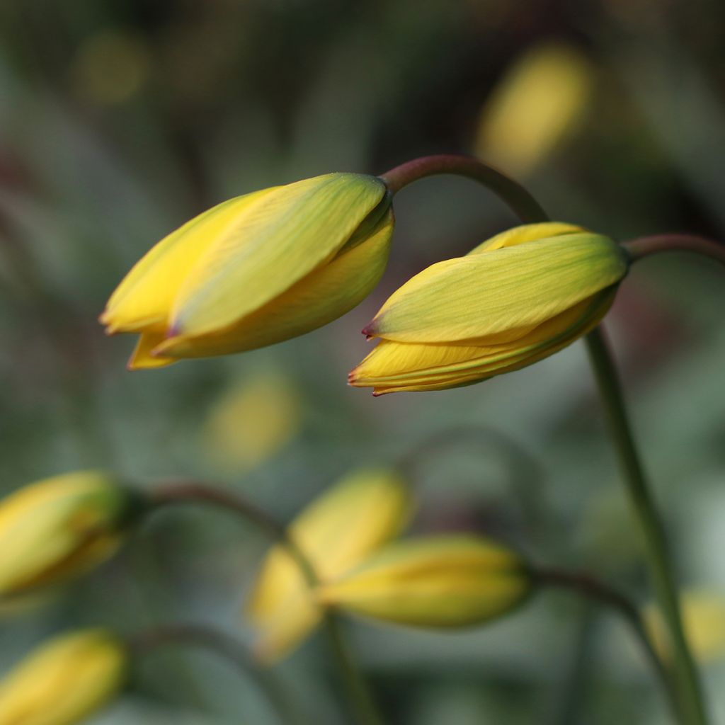 Tulipa sylvestris - Botanical Tulip