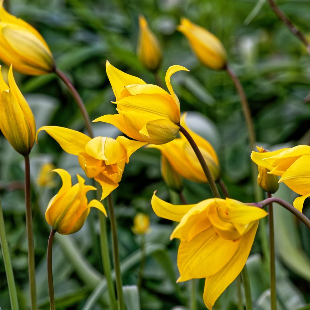 Tulipa sylvestris - Botanical Tulip