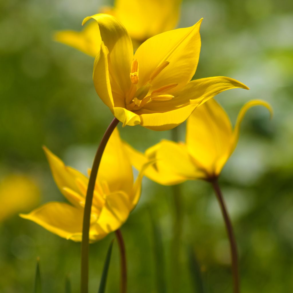 Tulipa sylvestris - Botanical Tulip