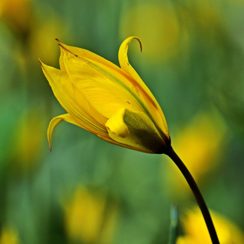 Tulipa sylvestris - Botanical Tulip