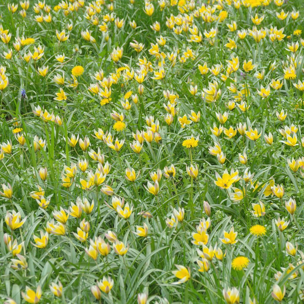 Tulipa sylvestris - Botanical Tulip