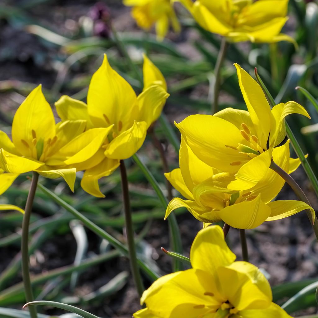 Tulipa sylvestris - Botanical Tulip