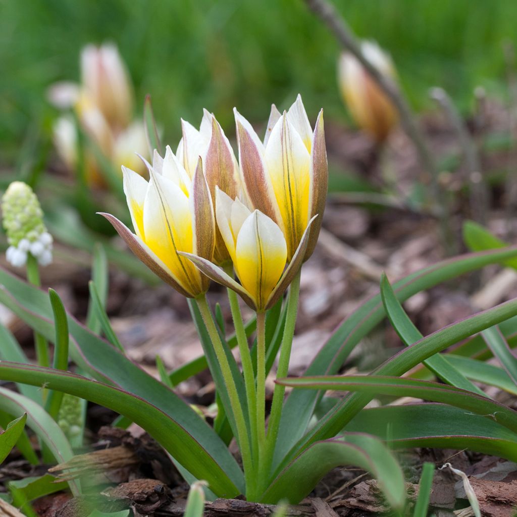 Tulipa tarda - Botanical Tulip