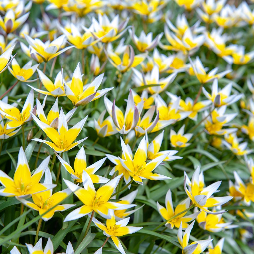 Tulipa tarda - Botanical Tulip