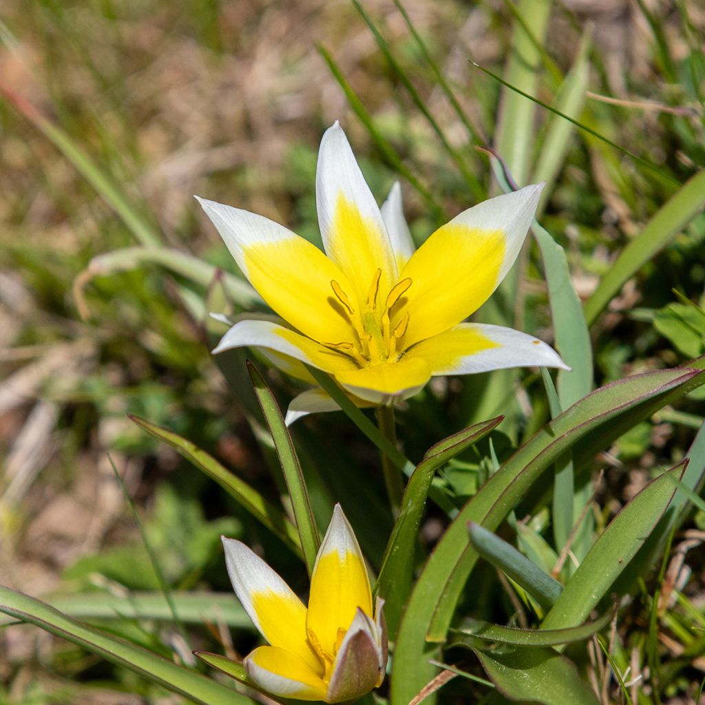 Tulipa tarda - Botanical Tulip