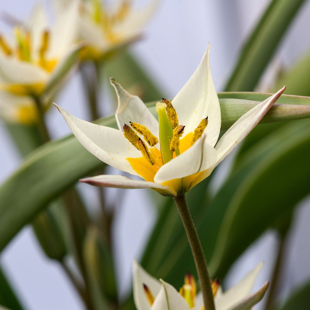 Tulipa turkestanica - Botanical Tulip