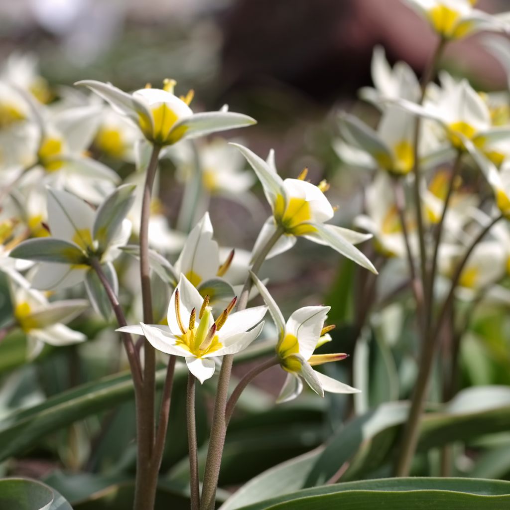 Tulipa turkestanica - Botanical Tulip