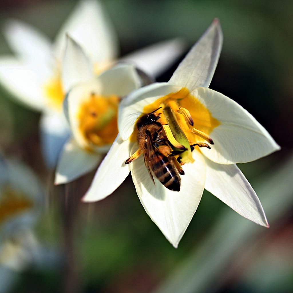 Tulipa turkestanica - Botanical Tulip