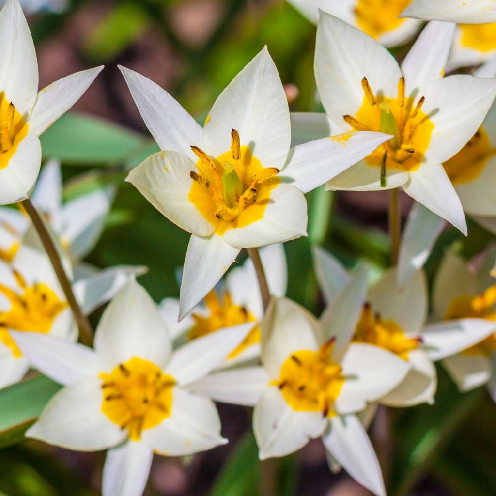 Tulipa turkestanica - Botanical Tulip