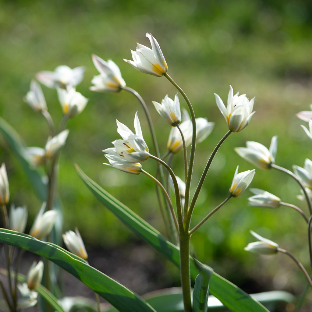 Tulipa turkestanica - Botanical Tulip