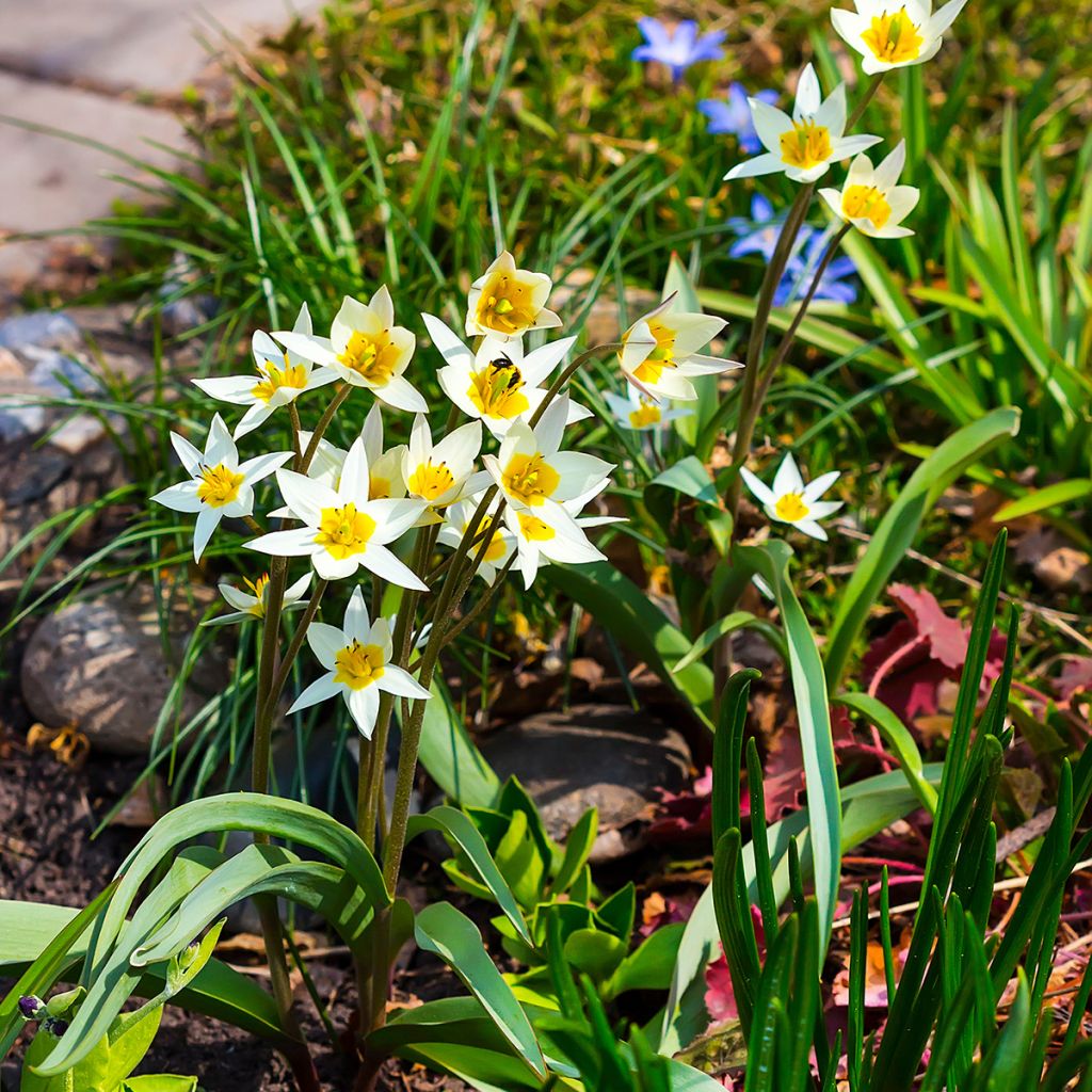 Tulipa turkestanica - Botanical Tulip