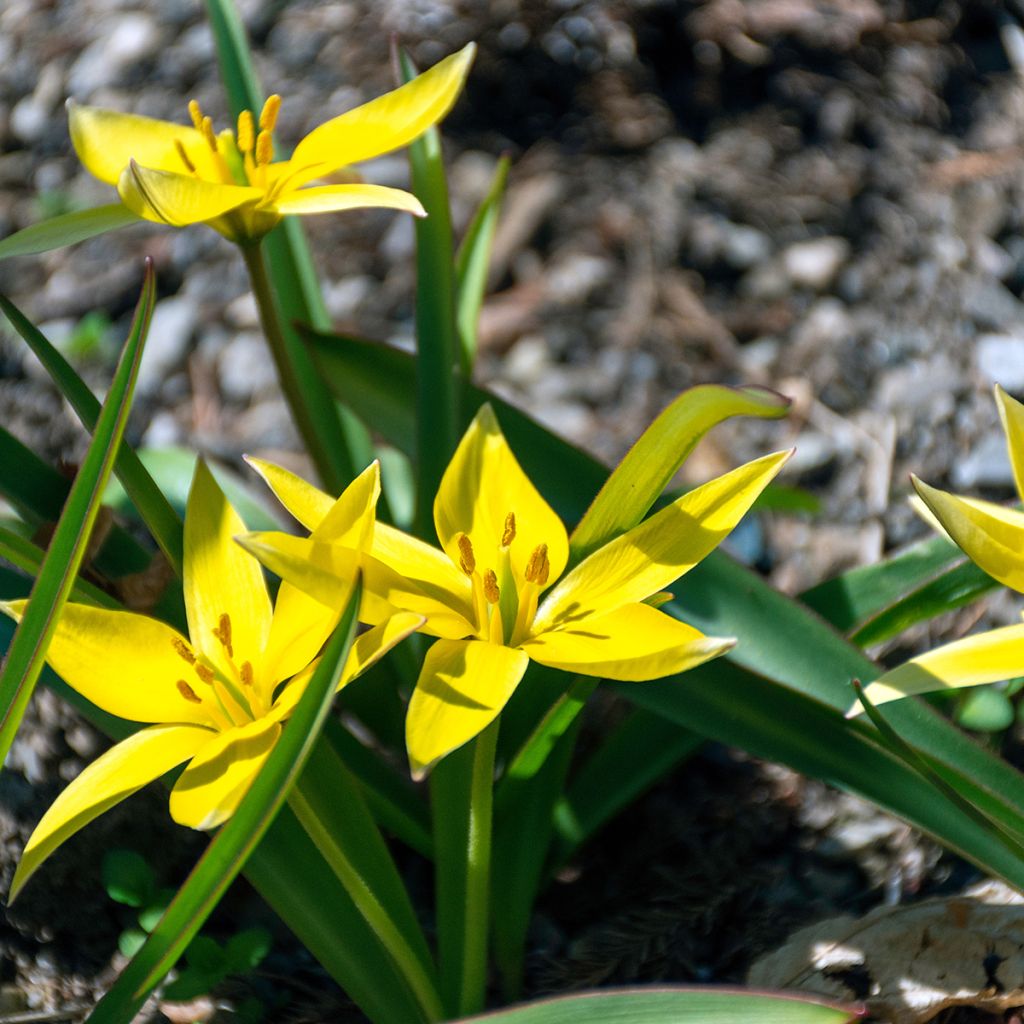 Tulipa urumiensis - Botanical Tulip