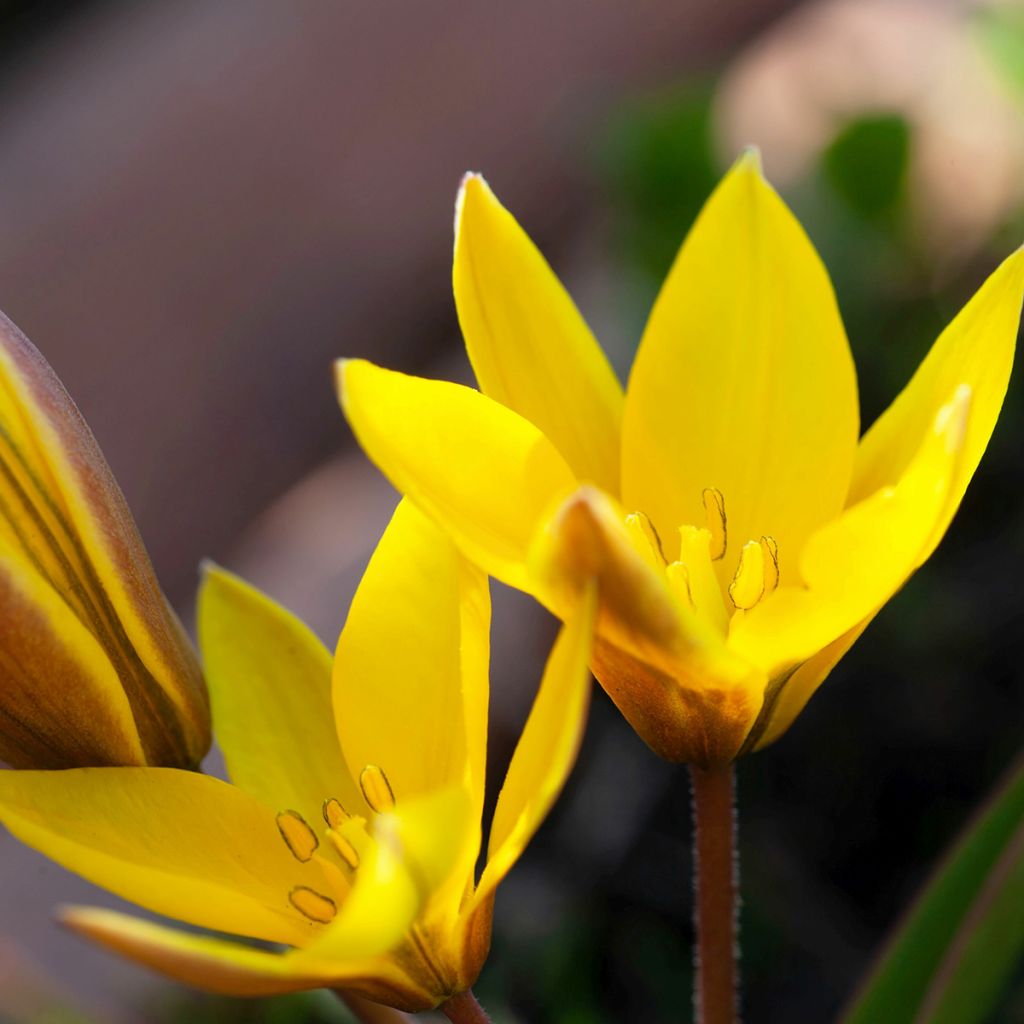 Tulipa urumiensis - Botanical Tulip
