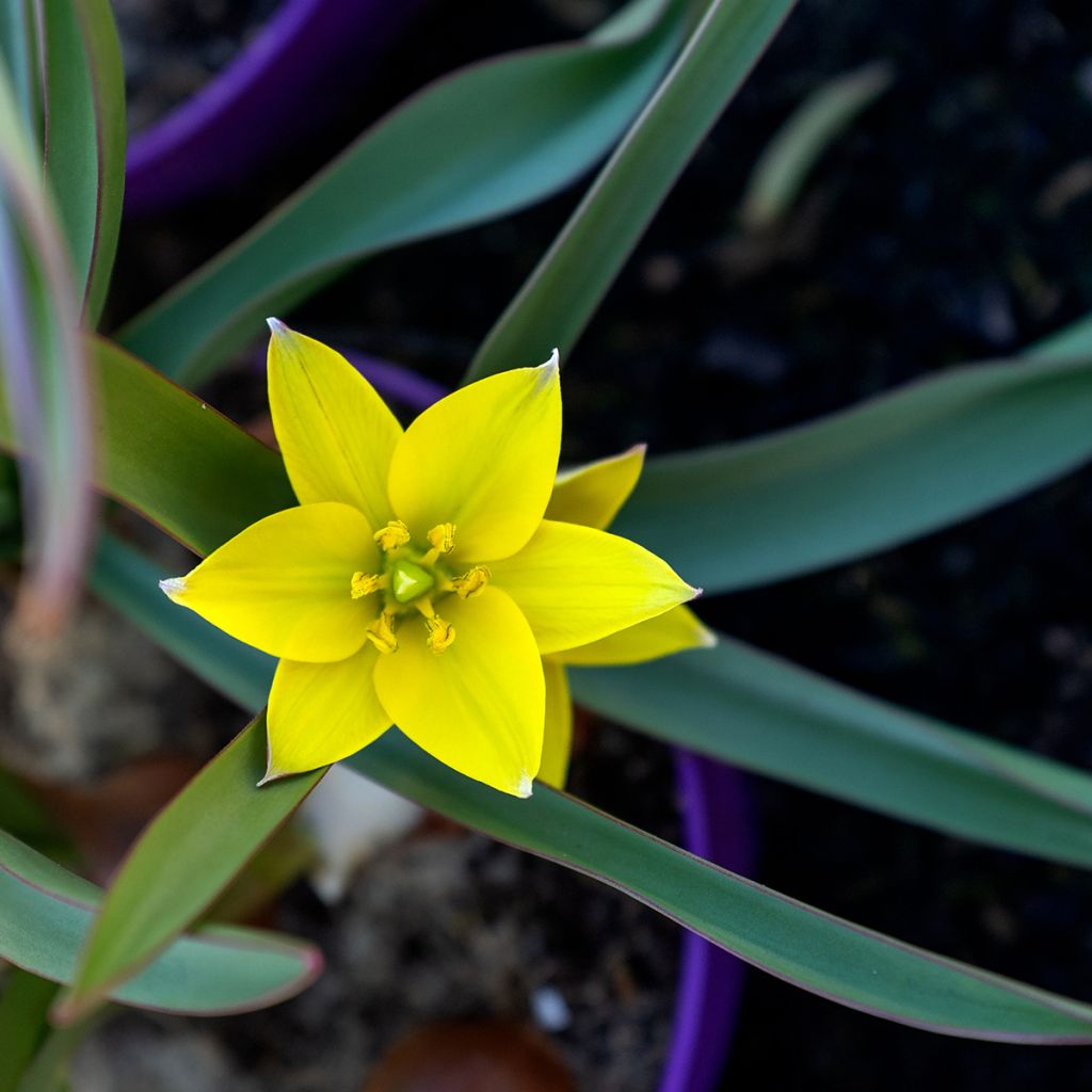 Tulipa urumiensis - Botanical Tulip