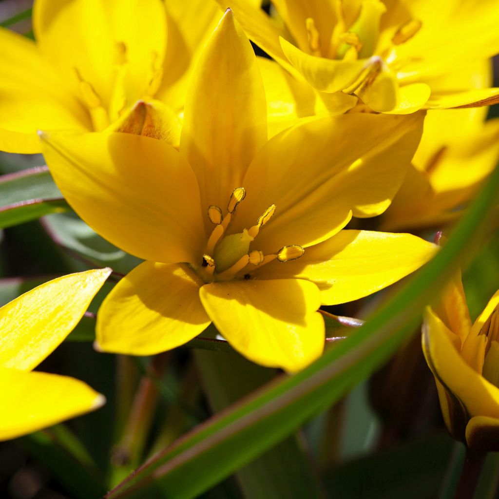 Tulipa urumiensis - Botanical Tulip